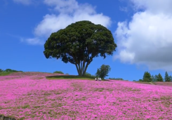【2025年】マザー牧場「桃色吐息」見頃と混雑情報｜夏の花絶景ガイド