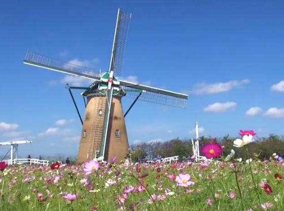 佐倉ふるさと広場コスモス2025見頃と混雑・駐車場情報