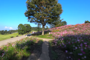 吉野大台ヶ原の紅葉21の見頃は 混雑状況や駐車場も ツクの世界 吉野大台ヶ原の紅葉21の見頃は 混雑状況や駐車場も ツクの世界