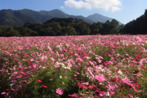 鼻高展望花の丘コスモスまつり21の開花状況は 混雑や駐車場も ツクの世界