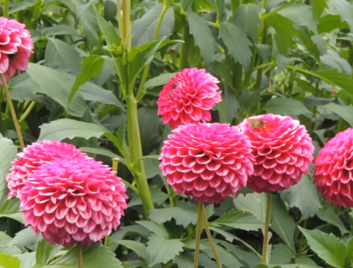 両神山麓花の郷のダリアの開花状況は 混雑や駐車場も ツクの日々