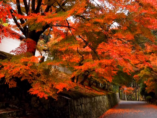 京都曼殊院門跡の紅葉のアクセスと駐車場 ライトアップ時間も ツクの日々