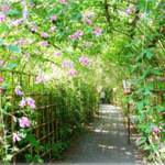 東京ドイツ村のコキア21の見頃は 混雑や駐車場も ツクの日々 東京ドイツ村のコキア21の見頃は 混雑や駐車場も ツクの日々