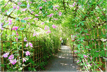 開催中止 向島百花園 萩まつりの見頃は 混雑や駐車場も ツクの日々