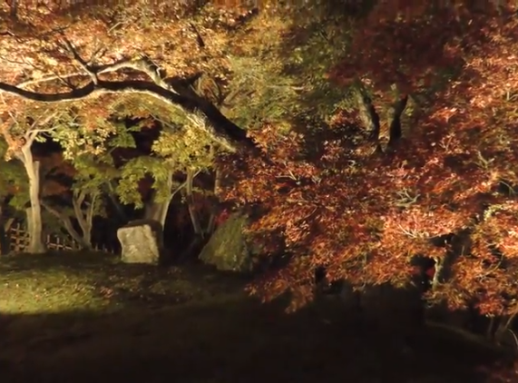 岡山後楽園の紅葉の見頃時期や幻想庭園のライトアップは ツクの日々
