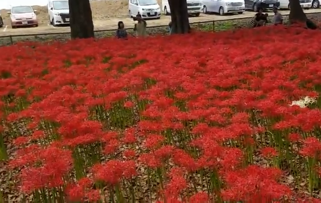 群馬早川渕彼岸花の里の見頃は 混雑や駐車場も ツクの日々