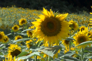 浅草花やしき の混雑や待ち時間は 近くの駐車場は ツクの世界