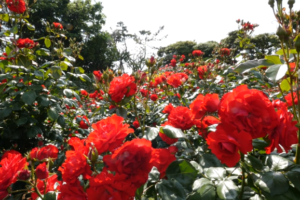 浅草花やしき の混雑や待ち時間は 近くの駐車場は ツクの世界
