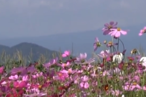浅草花やしきの混雑や待ち時間は 近くの駐車場は ツクの日々