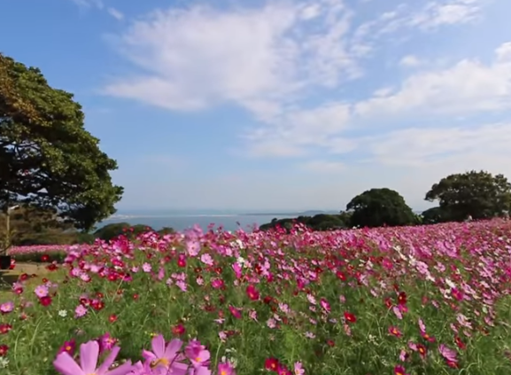 のこのしまアイランドパーク2025年コスモスの見頃や混雑も！