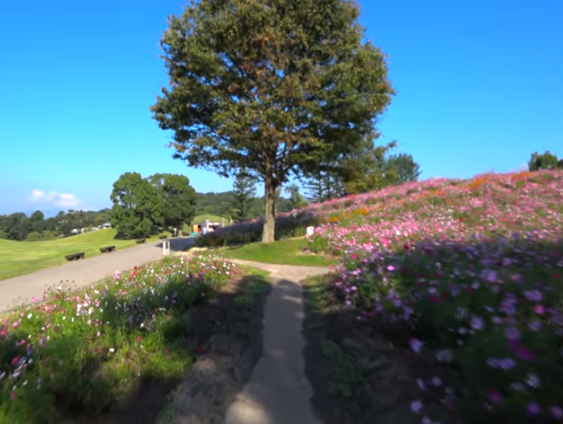 2025最新｜まんのう公園 コスモス2025 見頃と混雑