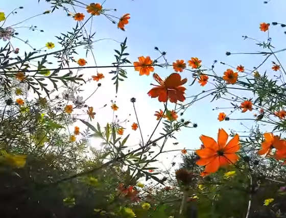 2025最新｜万博記念公園 コスモス・コキアフェスタの見頃・混雑・駐車場