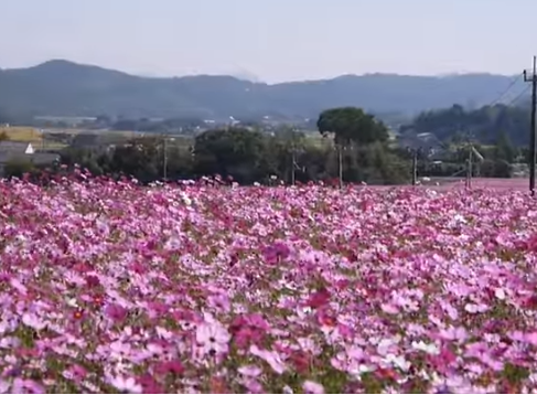中津市三光コスモス園2025の見頃は？混雑や駐車場も！