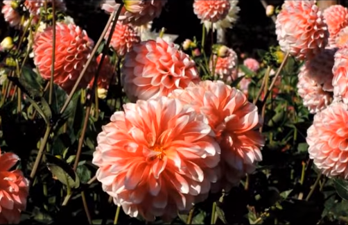 両神山麓花の郷のダリア2024の開花状況は？混雑や駐車場も！