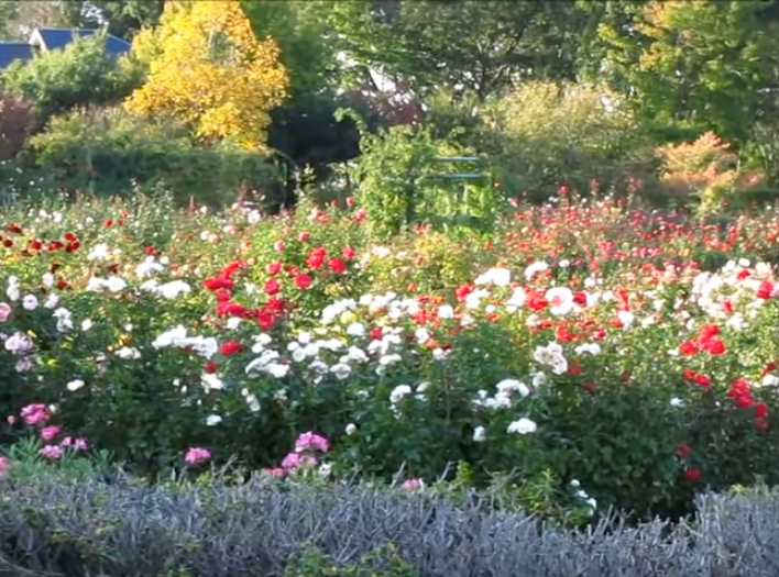 京成バラ園の秋バラ2023の見ごろは？混雑やアクセスや駐車場も