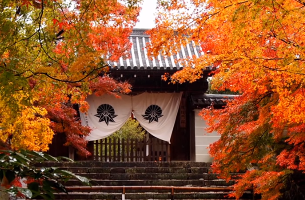 京都曼殊院門跡の紅葉2025のアクセスと駐車場｜ライトアップ情報も