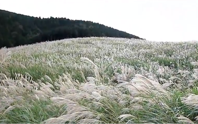 箱根仙石原すすき草原2025｜見頃・混雑・アクセス・駐車場・すすき祭り