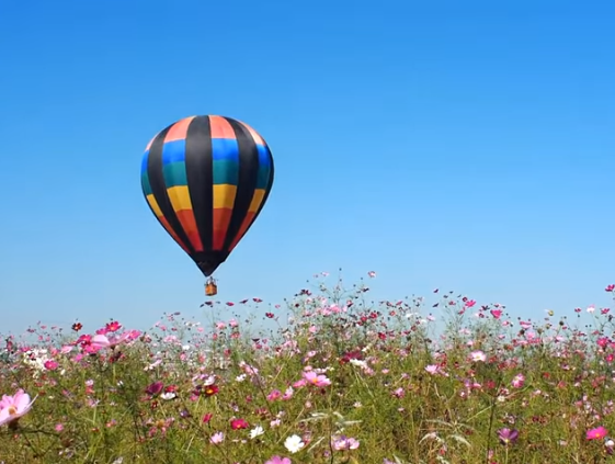 埼玉吉見町のコスモス2023の見頃は？混雑や駐車場も！