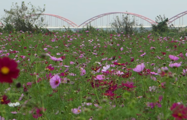 吹上コスモス畑（荒川）の見頃2025！混雑や駐車場も徹底解説