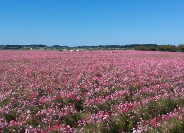 福井宮ノ下コスモス広苑2025の見頃は？混雑や駐車場も！