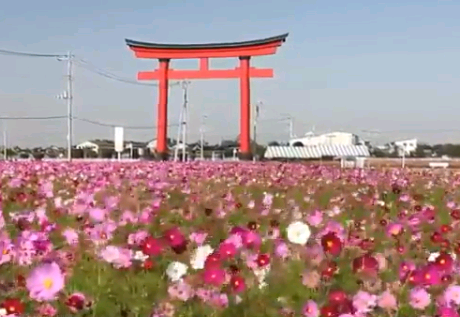 小泉稲荷大鳥居周辺コスモス畑2025の見頃は？混雑や駐車場も