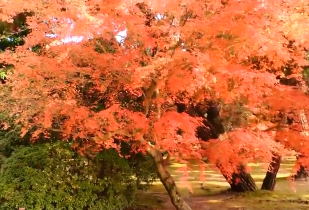 岡山後楽園の紅葉2025の見頃や混雑状況｜幻想庭園ライトアップも！