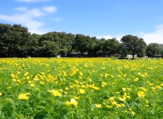 昭和記念公園コスモス2025｜見頃と混雑・駐車場完全ガイド