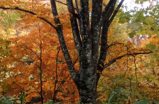 有峰県立自然公園の紅葉2025の見頃は？混雑状況や駐車場も！