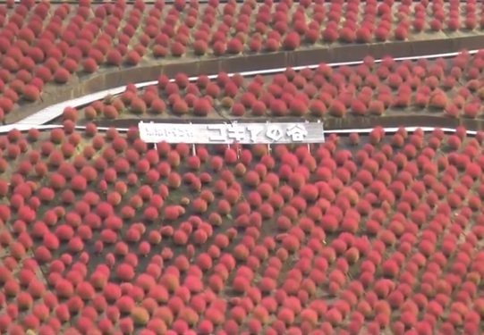 東京ドイツ村コキア2025｜見頃・混雑・駐車場完全ガイド