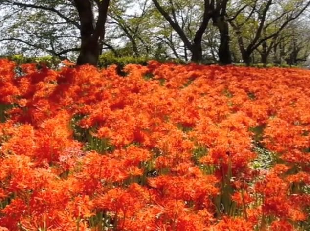 埼玉・権現堂の曼珠沙華（彼岸花）2025｜見頃と混雑状況を徹底ガイド