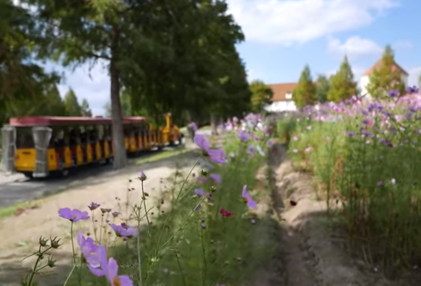 滋賀農業公園ブルーメの丘2025のコスモスの見頃は？混雑や駐車場情報も！