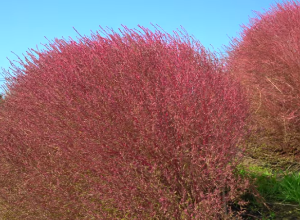 箱館山コキアパーク2025｜見頃と混雑＆駐車場ガイド