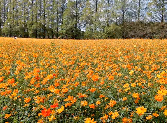 花の駅生駒高原2025年コスモス見頃・混雑・駐車場ガイド
