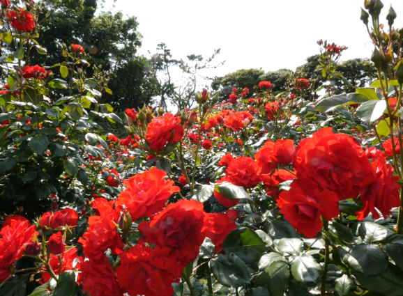 谷津バラ園の秋バラ2023の見頃は？混雑やアクセスや駐車場も