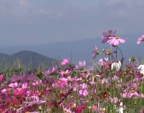 2025年最新｜鼻高展望花の丘コスモス祭り 見頃と混雑対策