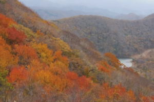 高野山金剛峯寺の紅葉21の見頃とライトアップは 混雑はどう ツクの日々