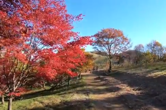 茶臼山高原の紅葉の見頃とライトアップは 混雑も ツクの日々