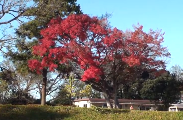 佐倉城址公園の紅葉2025｜見頃・混雑・駐車場ガイド