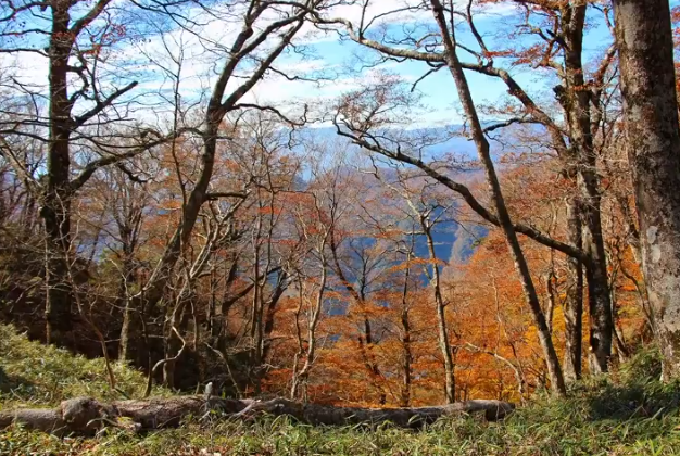 大台ヶ原紅葉2025｜見頃と混雑・駐車対策ガイド