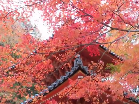 牛滝山大威徳寺の紅葉2025｜見頃・混雑・駐車場ガイド