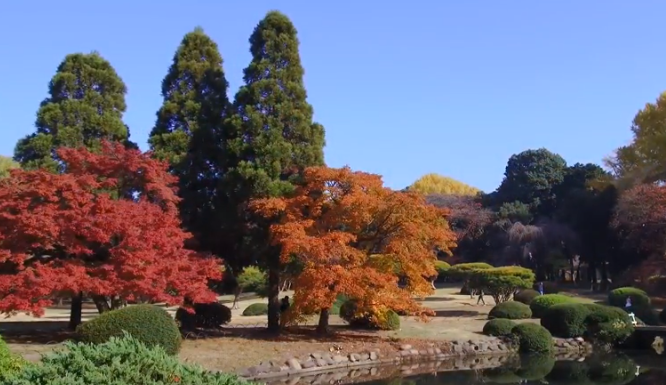 新宿御苑の紅葉2025｜見頃・ライトアップ・混雑・駐車場ガイド