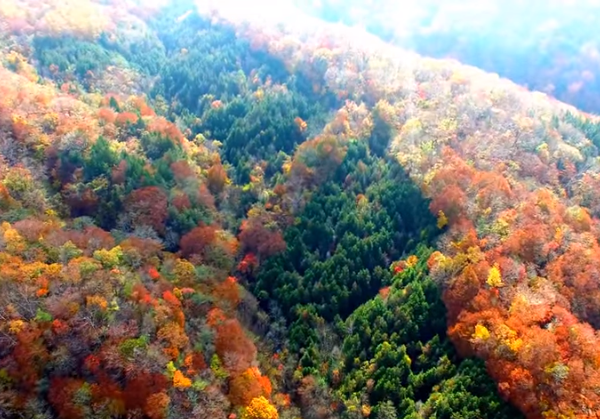 日塩もみじラインの紅葉2025の見頃は？混雑状況と絶景スポットも！