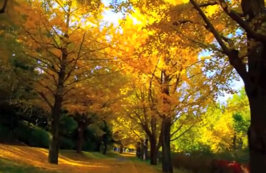 昭和記念公園の紅葉2025｜見頃・ライトアップ・混雑・駐車場ガイド