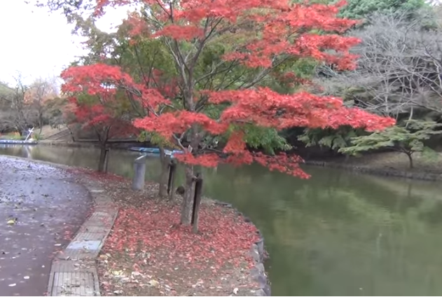 横浜こどもの国の紅葉2025｜見頃と混雑対策、駐車場完全ガイド