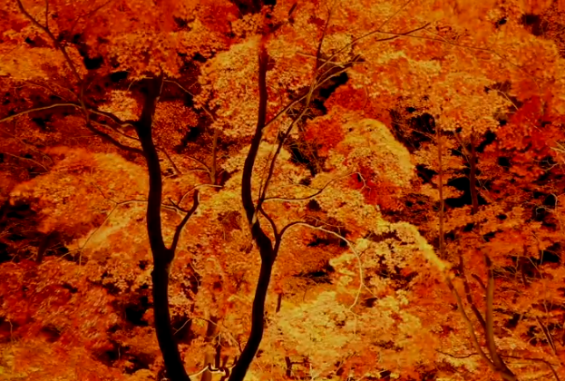 長瀞の紅葉2025｜見頃・ライトアップ・混雑徹底ガイド