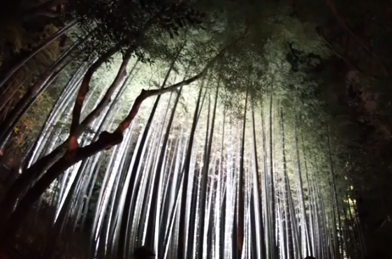 青蓮院門跡の紅葉2025｜見頃・混雑・ライトアップ