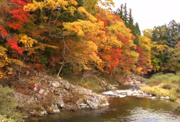 飛騨美濃せせらぎ街道の紅葉2025｜見頃と混雑対策完全ガイド