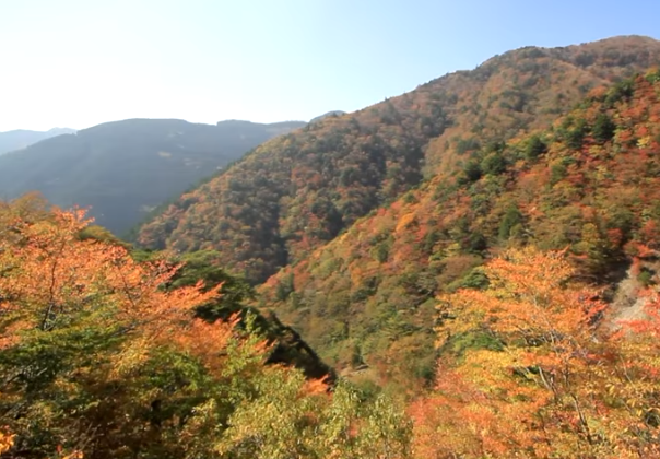 高野龍神スカイライン紅葉2025｜見頃・混雑・駐車場ガイド