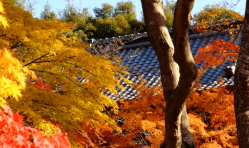 本土寺の紅葉の見頃はいつ 混雑状況や駐車場は ツクの日々