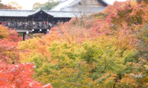 東福寺の紅葉の見頃とライトアップは 混雑や駐車場も ツクの日々